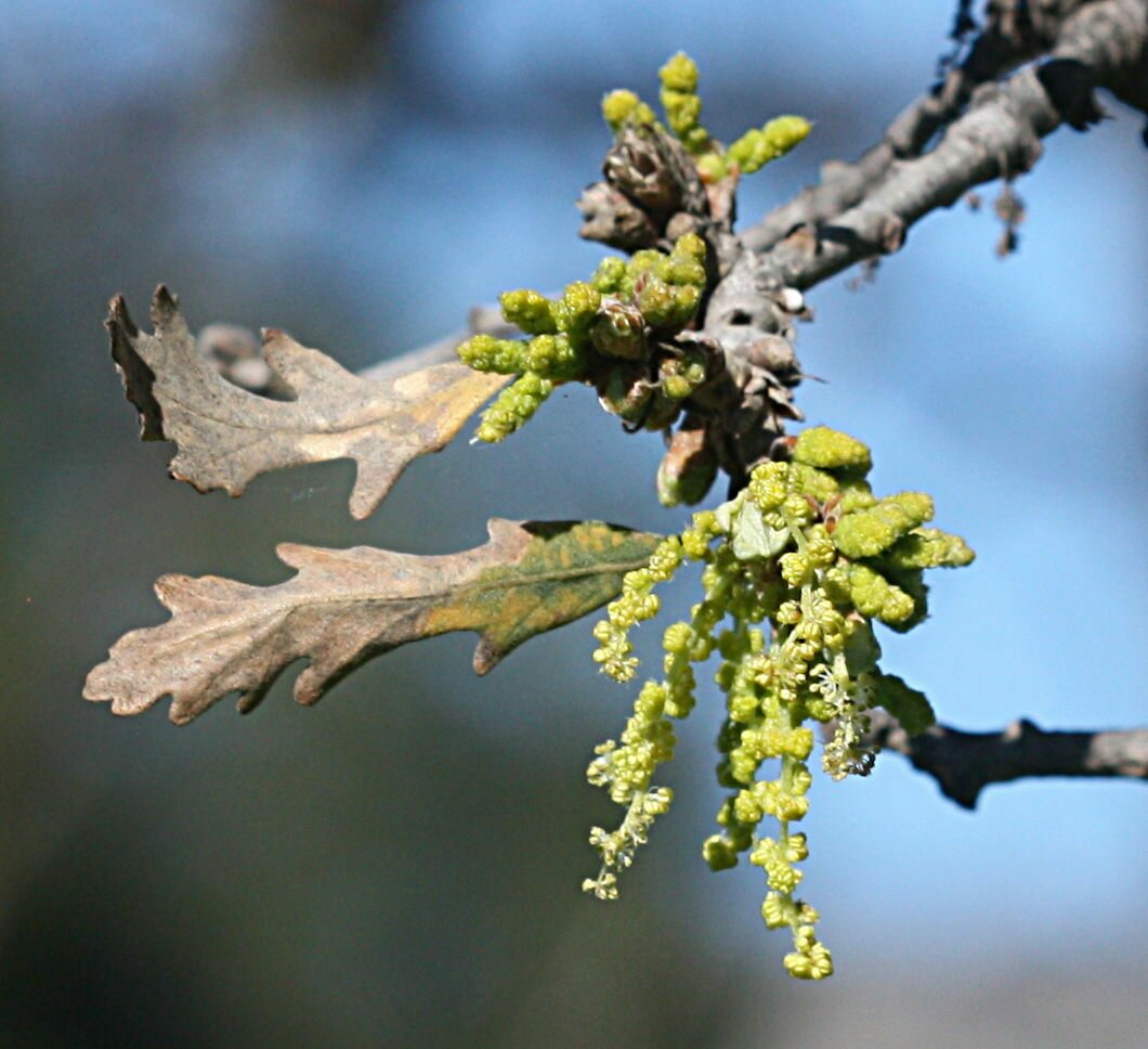 High Resolution Quercus lobata Flower